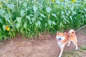 うちの子🐕