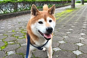 うちの子🐕