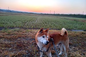 うちの子🐕