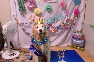 20260620　山さんブログ　その-144　サブタイル：近所のリーダー犬、13歳誕生日