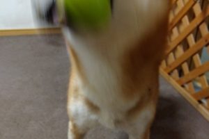 うちの子🐕