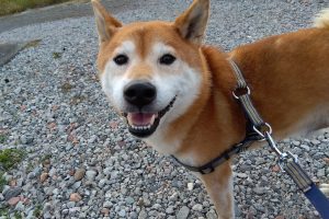 うちの子🐕