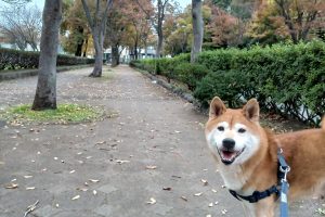 うちの子🐕