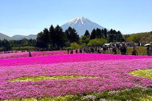 お花（田口）