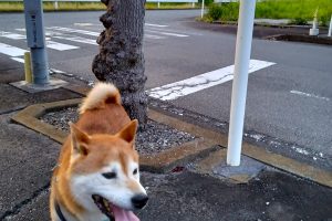 うちの子🐕