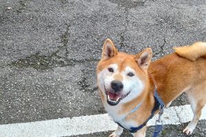 うちの子🐕