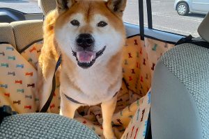 うちの子🐕