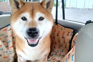 うちの子🐕