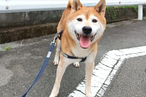 うちの子🐕
