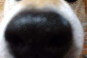 うちの子🐕
