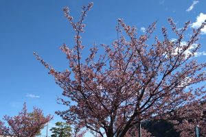 もうすぐ春ですね♪