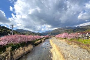 桜の時期（田口）