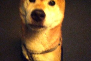 うちの子🐕