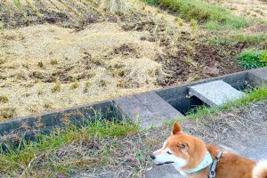 うちの子🐕