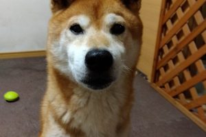 うちの子🐕