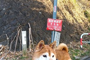 うちの子🐕