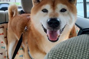 うちの子🐕