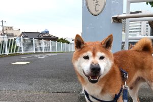うちの子🐕