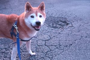 うちの子🐕