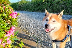 うちの子🐕
